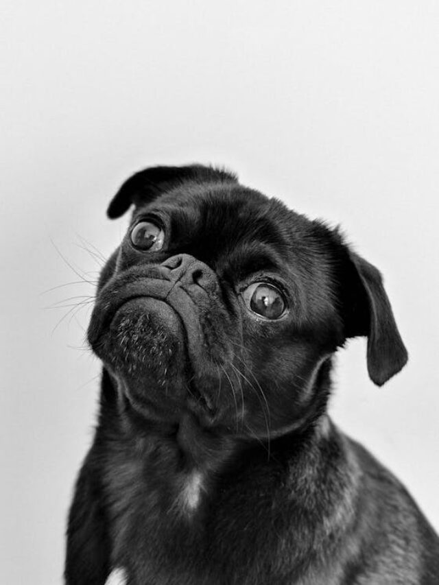 Dogs