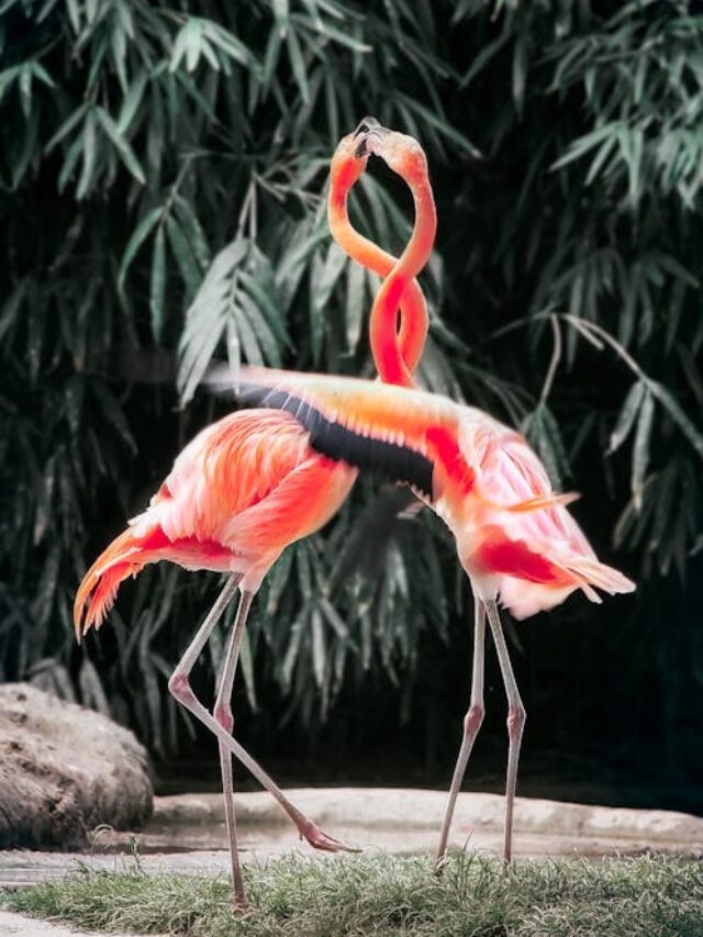Fiery Red Birds