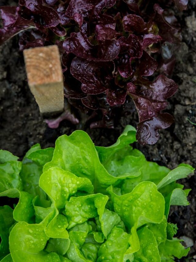 Lettuce